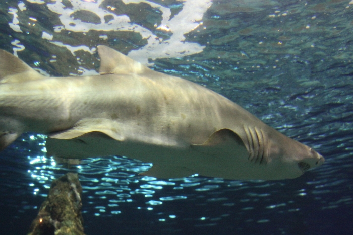 Marineland - Aquarium - 036